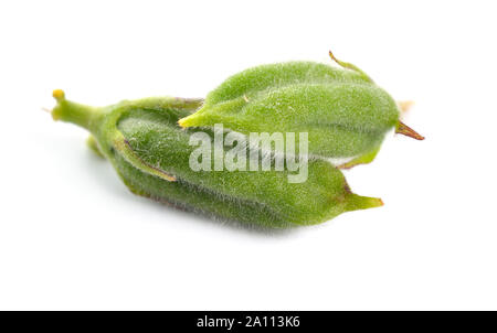 Sesamo cialde verde isolato su sfondo bianco Foto Stock