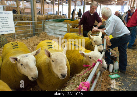 Llanelwedd, Powys, Regno Unito. Il 23 settembre 2019. Rams attesa per l'asta per iniziare alle 10.00. L'NSA (National pecore Association) Galles & Ram di confine la vendita ha luogo presso il Royal Welsh Showground in Powys, Wales, Regno Unito. Due NSA Galles & Ram di confine delle vendite sono tenuti ogni anno: un inizio di uno in agosto e quello principale in settembre. Intorno 4.500 montoni da circa trenta razze sarà in vendita. © Graham M. Lawrence/Alamy Live News Foto Stock