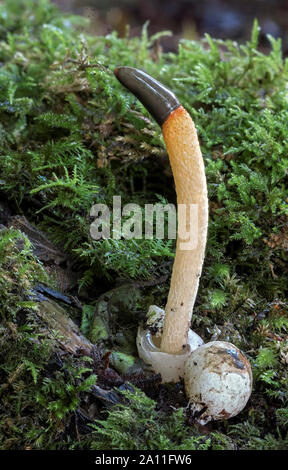 Mutinus caninus (Cane Stinkhorn) Foto Stock