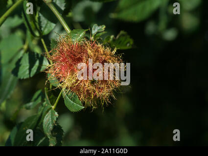 Robins Pin (cuscino rosa bedeguar gall o Moss fiele) causati da Diplolepis rosae - un gall wasp. Foto Stock