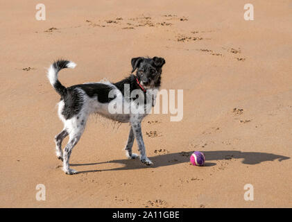 Terrier giocando con una palla sulla spiaggia di Embleton in Northumberland Foto Stock