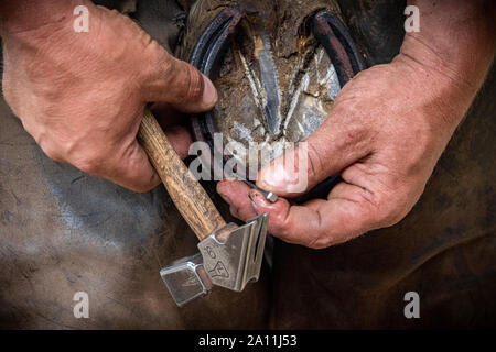 Scatti a mano di un maniscalco nel procedimento di applicazione di una nuova calzatura da un cavallo Foto Stock