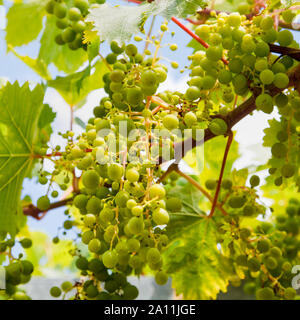 Uva sulla vite Foto Stock