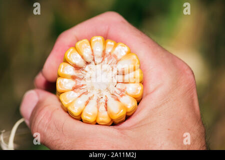 Close up di agricoltore e la mano che regge di pannocchia di sezione trasversale con maturi del kernel per l'esame Foto Stock