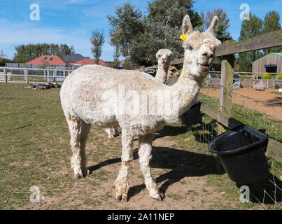 Bianco Alpaca Huacaya (Vicugna pacos, specie di Camelid), un nazionale di alpaca a Dales Farm at Ferring centro paese in Ferring, West Sussex, Regno Unito. Foto Stock