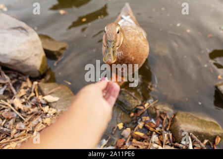 Duck mangiare pane con le mani sul lago in un parco della città. Foto Stock