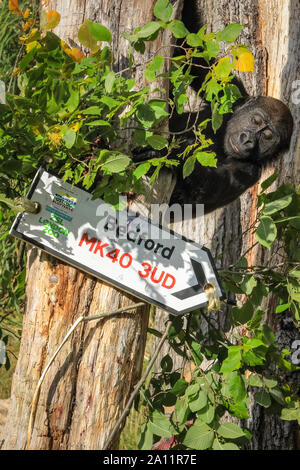 Londra, Regno Unito. 23 Sett 2019. Cheeky youngster Alika indaga. ZSL London Zoo di truppe occidentali della pianura gorilla celebrare mondo Gorilla giorno rivelando odierna fortunati vincitori del popolo della lotteria cap, con il codice postale su un cartello stradale. ZSL Conservazione della carità, compreso il suo lavoro con le popolazioni di gorilla in Camerun, è supportato dal popolo della lotteria cap. Nota: è sotto embargo fino al 24 SEP, pics può andare in stampa un online come di domani mattina e può andare su news feed Credito: Imageplotter/Alamy Live News Foto Stock