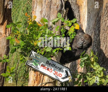 Londra, Regno Unito. 23 Sett 2019. Cheeky youngster Alika indaga. ZSL London Zoo di truppe occidentali della pianura gorilla celebrare mondo Gorilla giorno rivelando odierna fortunati vincitori del popolo della lotteria cap, con il codice postale su un cartello stradale. ZSL Conservazione della carità, compreso il suo lavoro con le popolazioni di gorilla in Camerun, è supportato dal popolo della lotteria cap. Nota: è sotto embargo fino al 24 SEP, pics può andare in stampa un online come di domani mattina e può andare su news feed Credito: Imageplotter/Alamy Live News Foto Stock