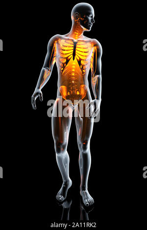 Rendering 3D illustrazione anatomia di un maschio di corpo umano con lo scheletro visibile. Foto Stock