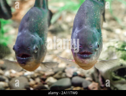Due pesci piranha in acqua vicino fino Foto Stock