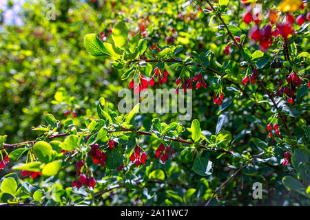 Ripe rosse bacche di Crespino nella soleggiata retroilluminazione su un verde sfondo sfocato Foto Stock