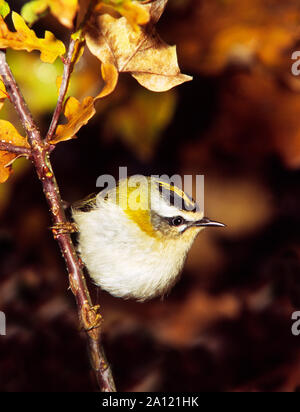 Firecrest (Regulus ignicapillus).adulto appollaiato sulla quercia ramoscello.a sud-ovest della Francia. Foto Stock