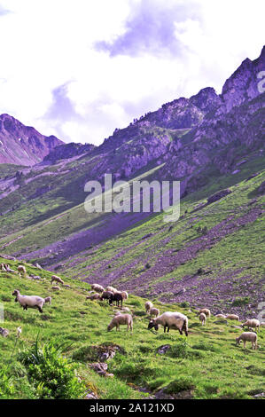La Francia. Hautes-Pyrenees.pecore al pascolo su prati alpini vicino al Col de Tourmalet ( 2341 m).L'alpeggio estivo solo.Tour de France paese. Foto Stock