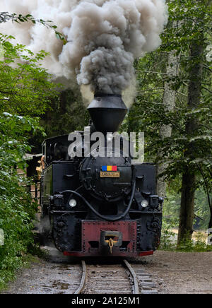 Il rumeno treno a vapore il motore soffia il fumo esce della foresta nella valle Vaser, Maramures Foto Stock