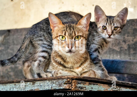 Ritratto di un gatto femmina (felix catus) con il suo gattino Foto Stock