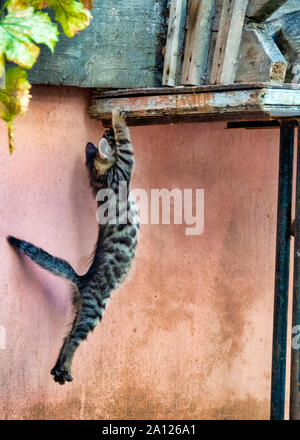Immagine ravvicinata di un gattino (felix catus) climbing Foto Stock