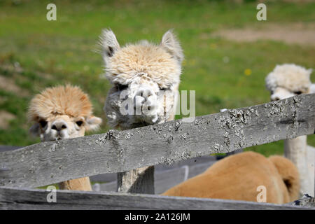 Carino e curioso giovani picchi di Alpaca su una staccionata di legno in una fattoria in una giornata di sole dell'estate. Alpaca sono amichevoli e sociali gli animali della mandria. Foto Stock