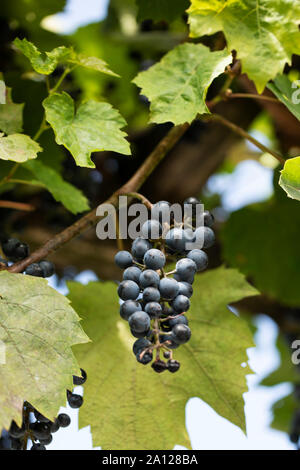 Un grappolo di uve di Vitis vinifera, il vitigno comune, nella varietà Oberlin, che cresce su un vitigno in estate. Foto Stock