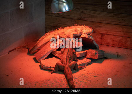 Una coppia di gigantesche iguane verdi godendo il tempo su una pila di rocce sotto un elefante rosso luce in un zoo privato. Foto Stock