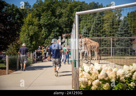 La folla godendo il traliccio giraffe in una giornata di sole in un giardino zoologico privato nel Michigan. Foto Stock