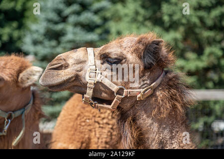 Chiusura del profilo di un cammello dromedario presso un privato zoo nel Michigan. Foto Stock