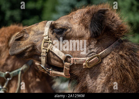 Chiusura del profilo di un cammello dromedario presso un privato zoo nel Michigan. Foto Stock