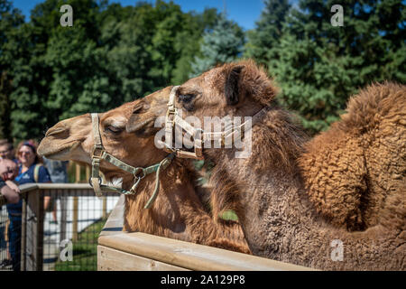 Le persone che si godono il dromedario cammelli vicino fino a Zoo privato nel Michigan. Foto Stock