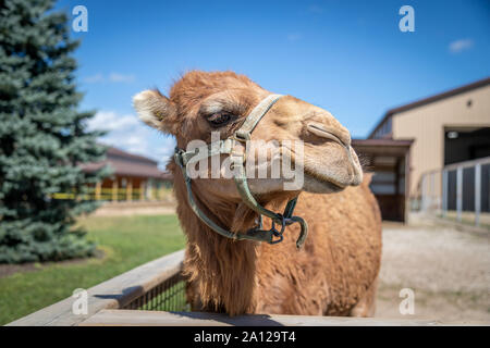 Close up di un cammello dromedario presso un privato zoo nel Michigan. Foto Stock