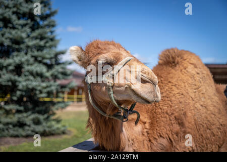 Close up di un cammello dromedario presso un privato zoo nel Michigan. Foto Stock