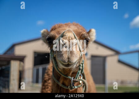 Close up di un cammello dromedario presso un privato zoo nel Michigan. Foto Stock