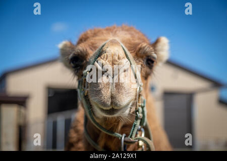 Close up di un cammello dromedario presso un privato zoo nel Michigan. Foto Stock