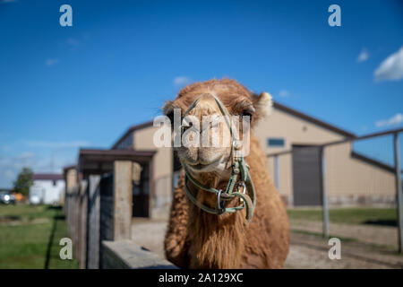 Close up di un cammello dromedario presso un privato zoo nel Michigan. Foto Stock