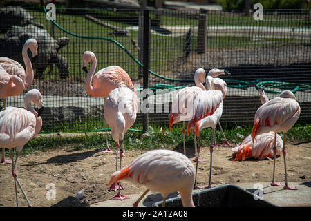 Un piccolo gregge di fenicotteri a zoo privato nel Michigan. Foto Stock