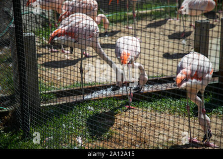 Un piccolo gregge di fenicotteri a zoo privato nel Michigan. Foto Stock