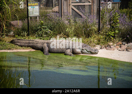 Un enorme coccodrillo americano si crogiola al sole lontano dal resto del gruppo in un zoo privato nel Michigan. Foto Stock