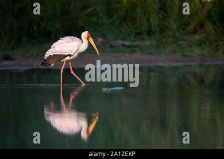 Un giallo-fatturati stork, Mycteria ibis, passeggiate attraverso l acqua che mostra la sua riflessione, gamba rasied, Profilo laterale Foto Stock