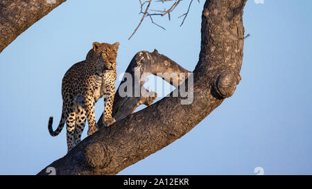 Un maschio di leopard, Panthera pardus, sorge su un ramo di un albero, guardando fuori del telaio, sky sfondo blu Foto Stock