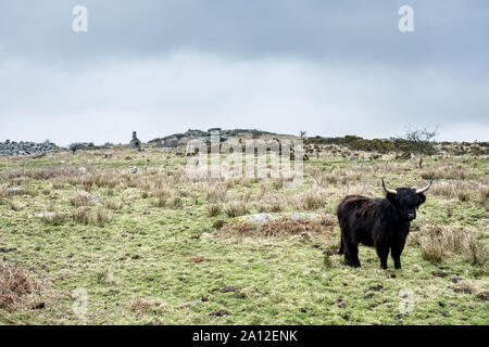 Highland nero permanente del bestiame al pascolo. Foto Stock