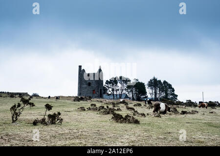 Herd of Galloway cattle grazing near a ruined tin mine engine house. Foto Stock