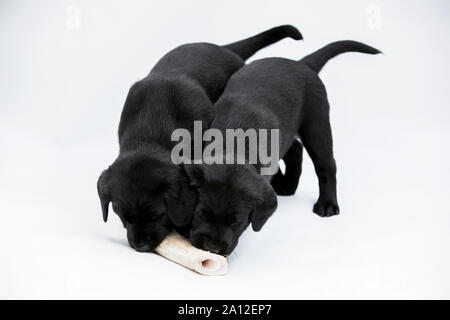 Due nero Labrador cuccioli masticare su un osso su sfondo bianco. Foto Stock