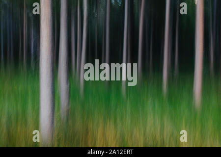 Moto sfocata abstract di lodgepole pine forest e prato. Foto Stock