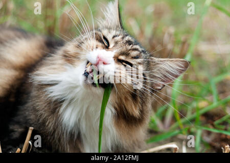 Bella tabby norvegese delle foreste mangiare erba giacente in erba . lunga whiskers e grandi denti Foto Stock