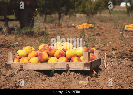 Scatole di frutta con red mature le pesche in giardino, un sacco di pesche, concetto di raccolto Foto Stock