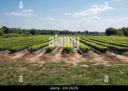 La storica città di Castillon La Bataille nella Gironda Dipartimento di Nouvelle-Aquitaine nel sud ovest della Francia Foto Stock