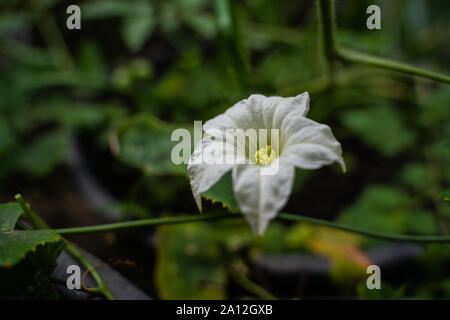 Edera fiori di zucca. Gourd di edera fiore bianco è che fiorisce in natura durante la stagione delle piogge Foto Stock