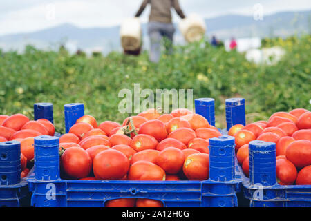 Freschi pomodori rossi caricati su scatole di frutta in campo verde Foto Stock