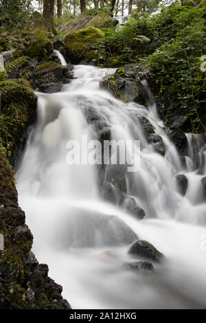 Tom Gill scende al di sotto di Tarn Hows, vicino a Coniston, Lake District, Cumbria, Inghilterra Foto Stock