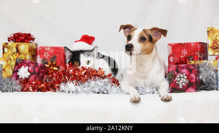 Natale Jack Rusell terrier con un gatto su sfondo bianco Foto Stock