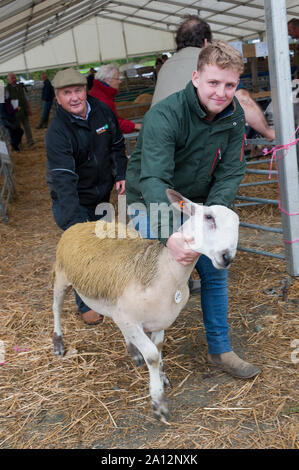 Llanelwedd, Powys, Regno Unito. Il 23 settembre 2019. Rams ottenere caricato fino a dopo l'asta. L'NSA (National pecore Association) Galles & Ram di confine la vendita ha luogo presso il Royal Welsh Showground in Powys, Wales, Regno Unito. Due NSA Galles & Ram di confine delle vendite sono tenuti ogni anno: un inizio di uno in agosto e quello principale in settembre. Intorno 4.500 montoni da circa trenta razze sarà in vendita. © Graham M. Lawrence/Alamy Live News Foto Stock