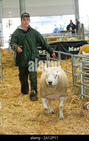 Llanelwedd, Powys, Regno Unito. Il 23 settembre 2019. Rams ottenere caricato fino a dopo l'asta. L'NSA (National pecore Association) Galles & Ram di confine la vendita ha luogo presso il Royal Welsh Showground in Powys, Wales, Regno Unito. Due NSA Galles & Ram di confine delle vendite sono tenuti ogni anno: un inizio di uno in agosto e quello principale in settembre. Intorno 4.500 montoni da circa trenta razze sarà in vendita. © Graham M. Lawrence/Alamy Live News Foto Stock